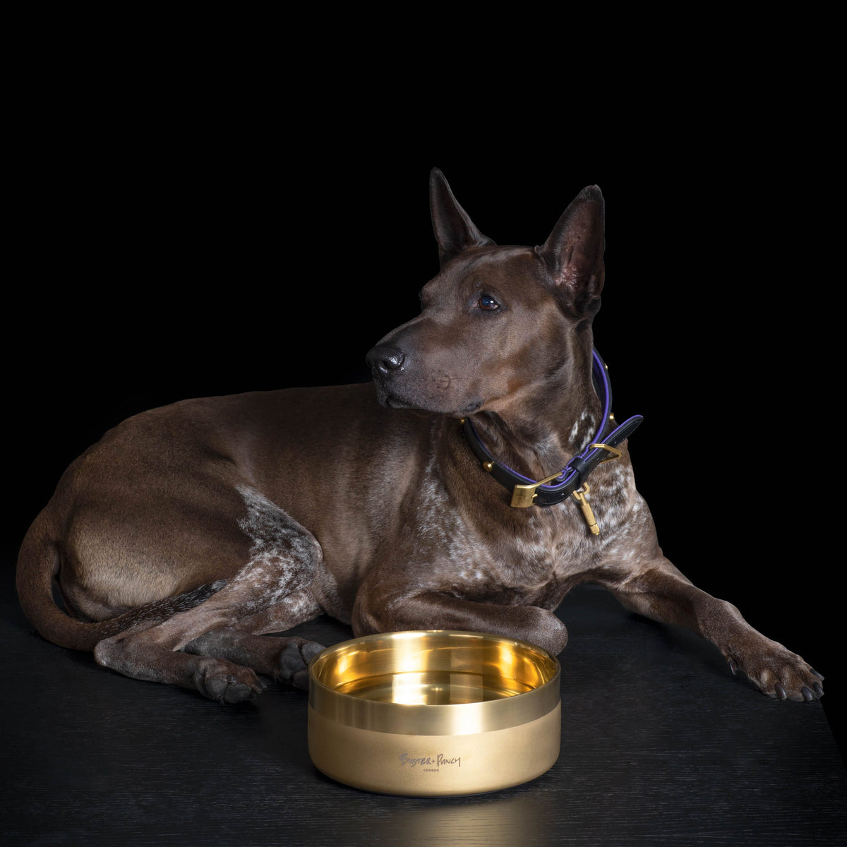 B+P Dog Bowl Brass Large